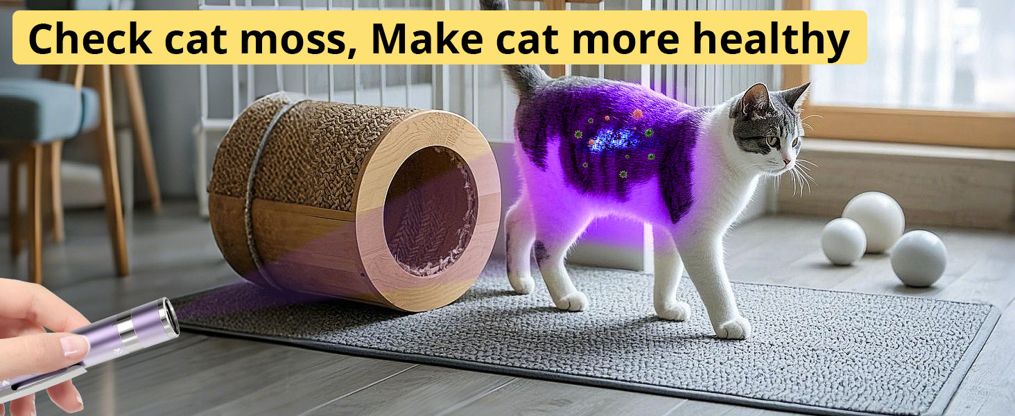 cat toy interactive