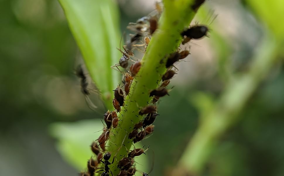 Aphids