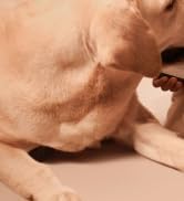 pexar by Lexar WiFi Digital Picture Frame 11? | Yahoo Tech Best Tested Frame 2025 | 2K Resolution...