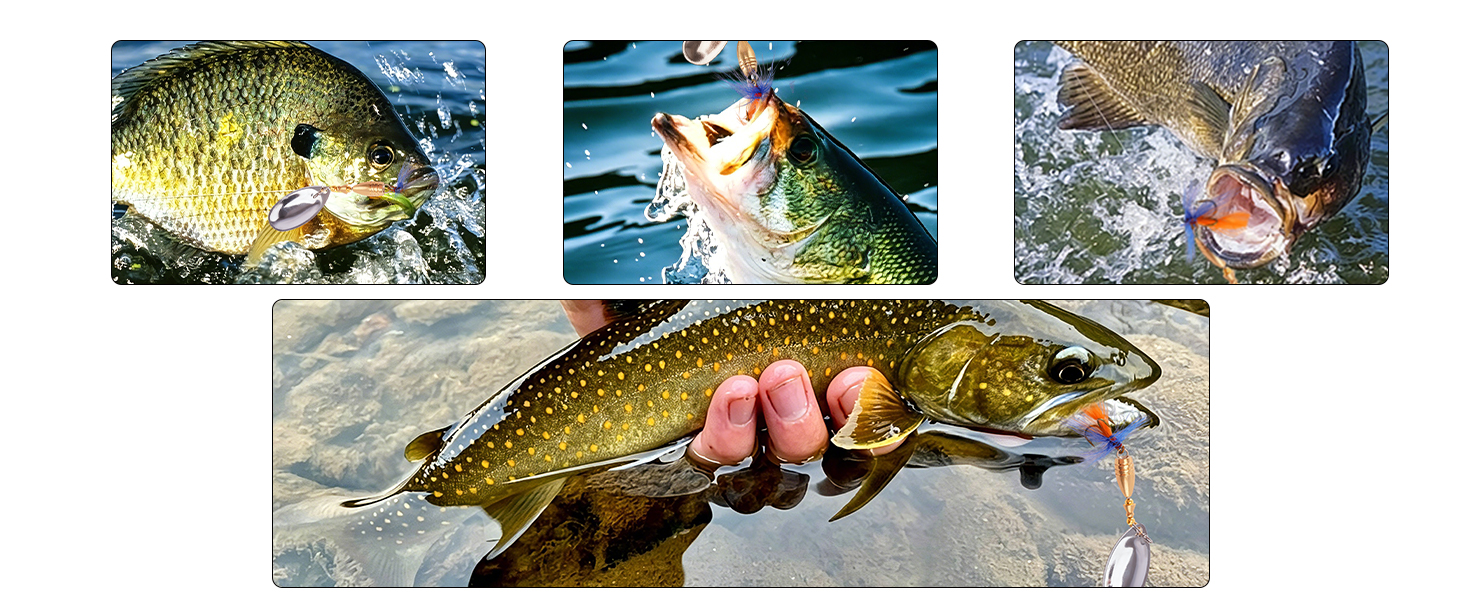 Effective Trout Lures For Popular Freshwater Species
