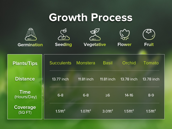 growth process
