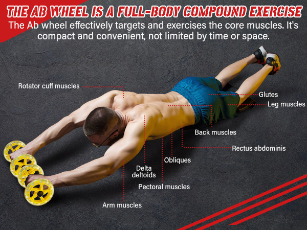 Abdominal exercise roller: Two-wheel design for stability and non-slip handle for comfort