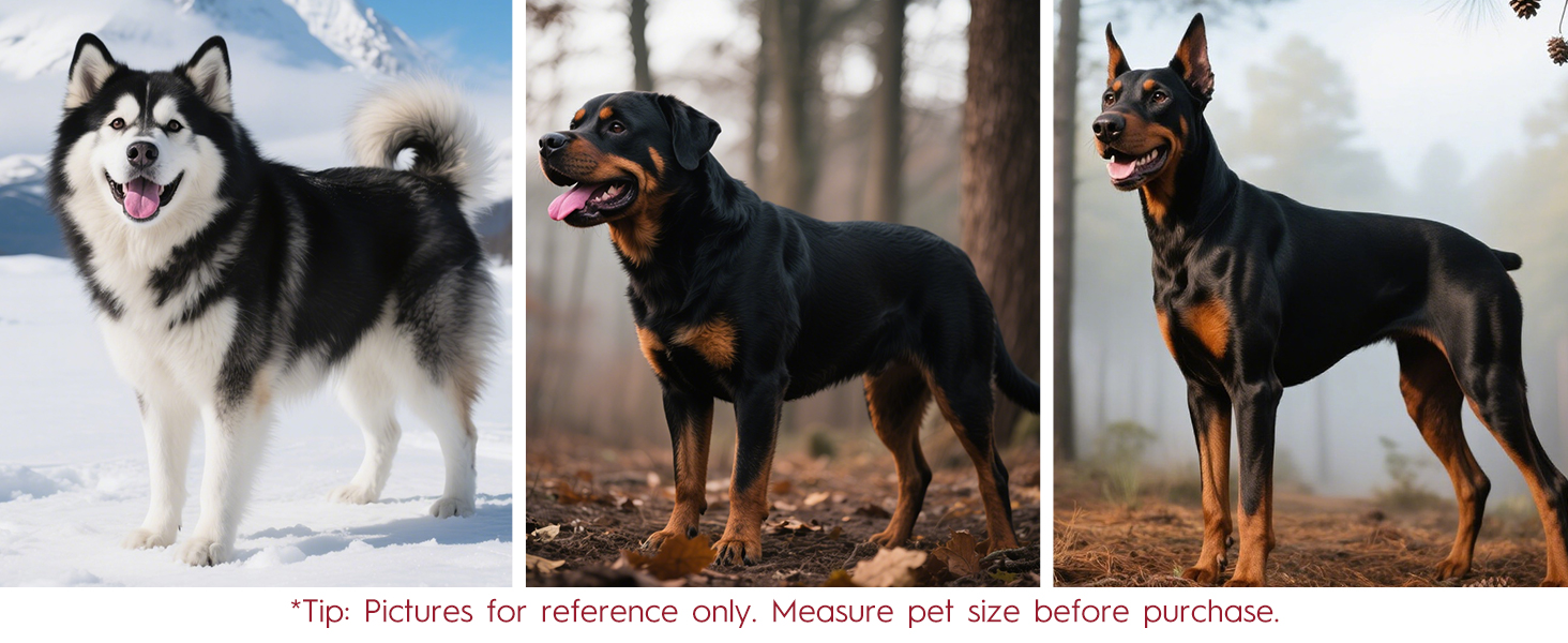 Harness for Large Dog and Leash Set Has Tailored for Bernese Mountain,Bernards,and Newfoundlands!