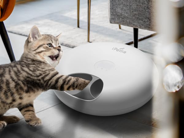 Protect Your Pets Paws