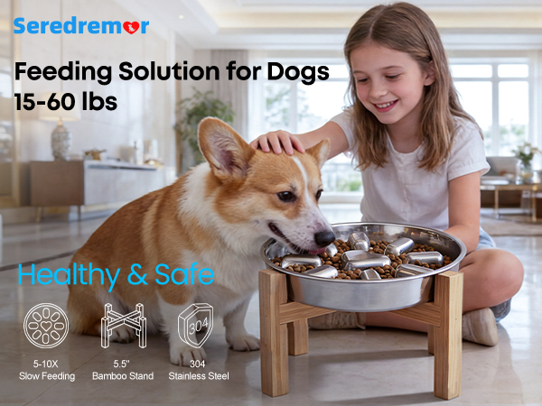 elevated dog bowl