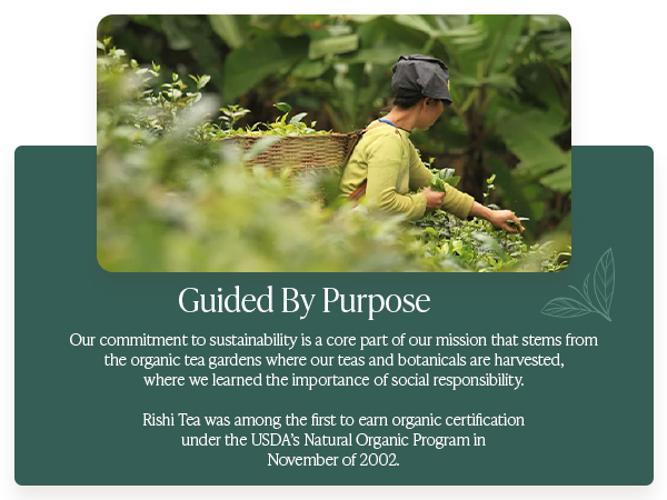 simple brew glass teapot brewing device preparation for tea boiling water easy to clean vessel