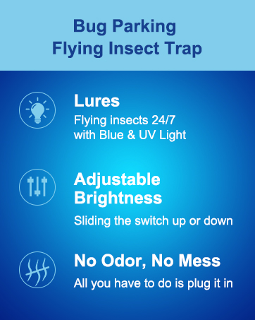 gnat traps for house indoor