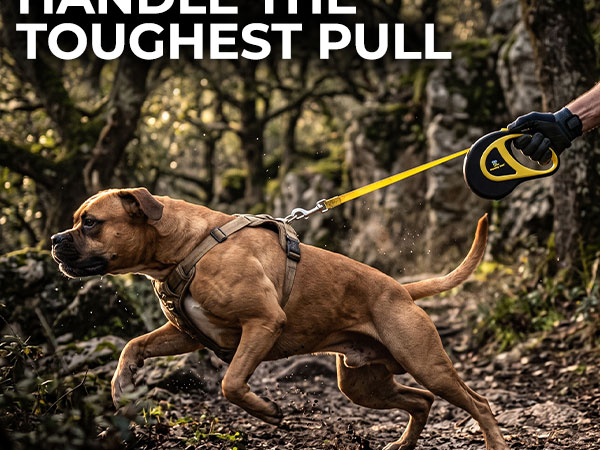Dog Leash