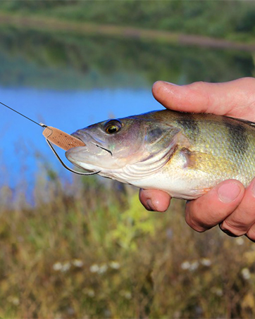 Senko Worms Fishing