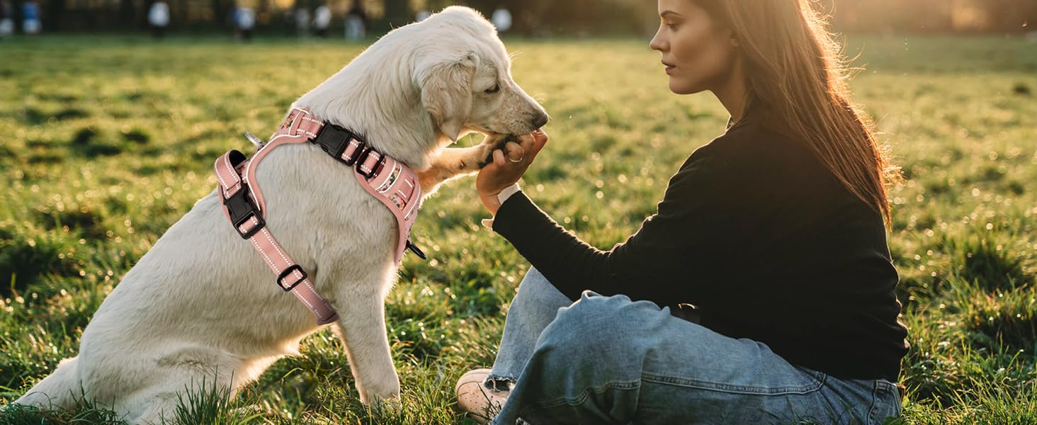 dog harness for medium dog