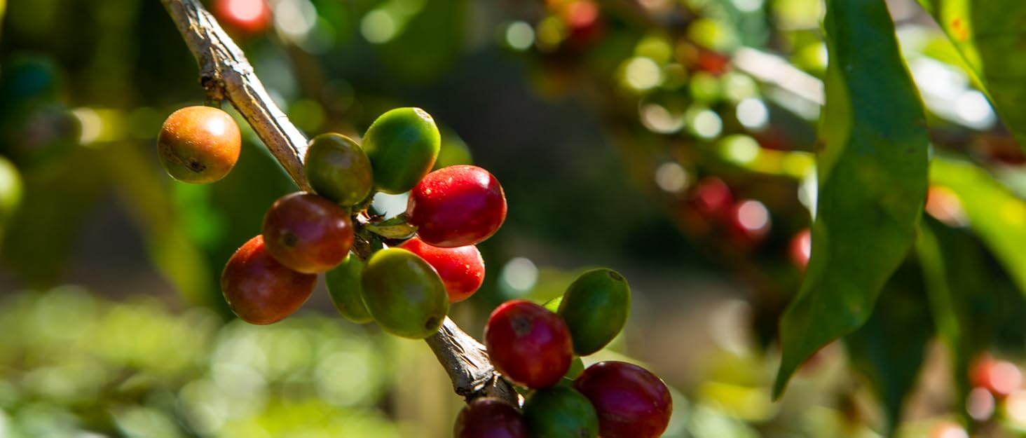 Close up image of coffee cherries growing on a branch.