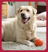 Out! PetCare Cleaning Solutions, Training Deterrents,, advanced stain &amp;amp;amp; odor