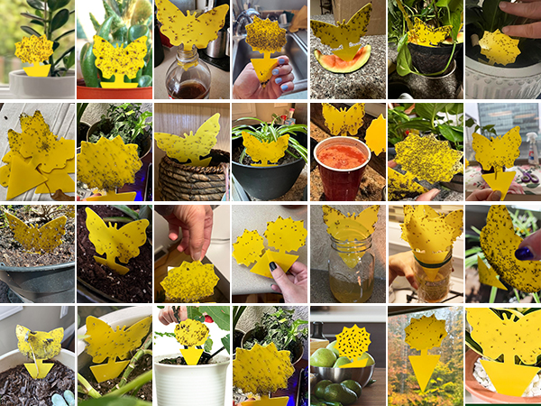 gnat traps for house indoor