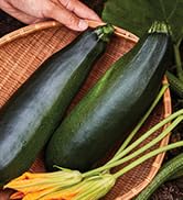 Burpee 'Black Beauty' Heirloom Zucchini Squash Seeds - Non-GMO, Summer Squash, Direct Sow, 4.5gm ...