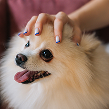 Our pet head massager promotes quality time and bonding plus relaxation to an at-home spa session.