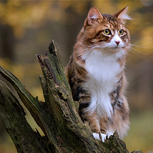 Striped Cat in Woods