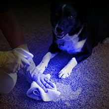 pet urine detector uv flashlight
