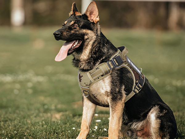 camo desert dog harness for large dogs