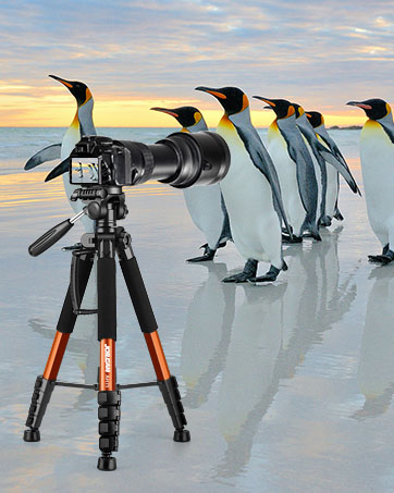 https://m.media-amazon.com/images/S/aplus-media-library-service-media/64731c34-3ab1-4042-8ae1-c42fdf5a622b.__CR0,0,362,453_PT0_SX362_V1___.jpg
