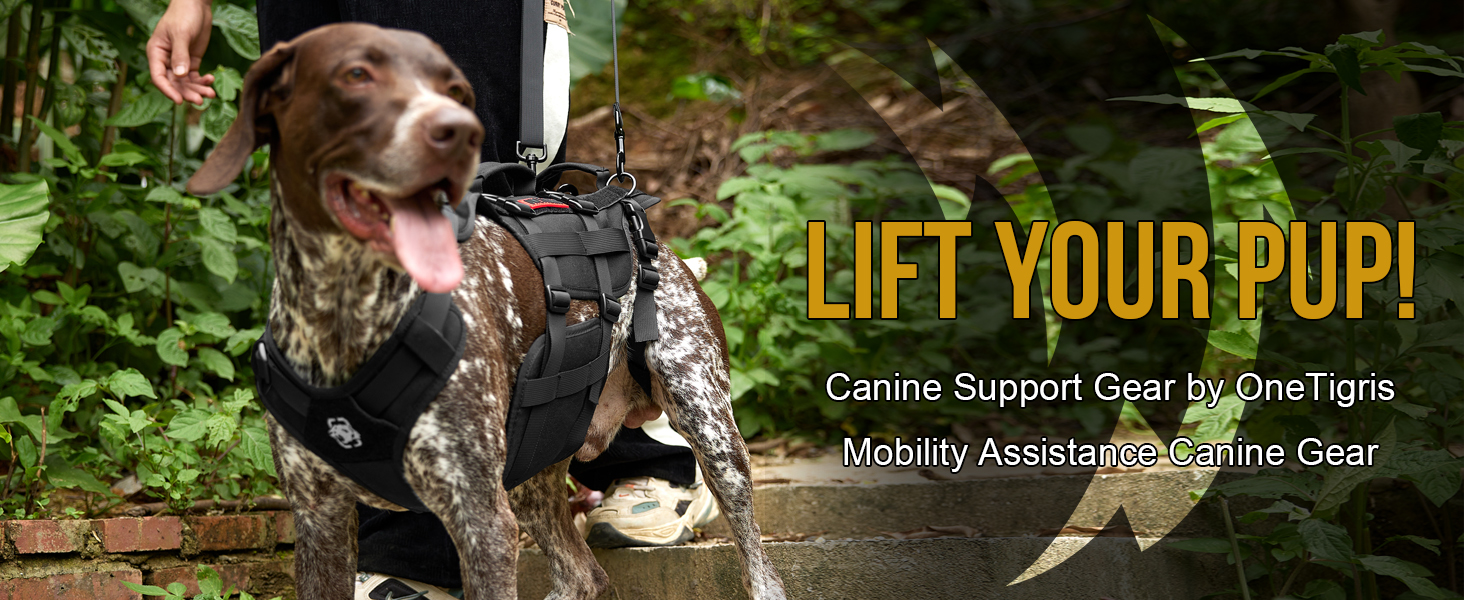 a dog with a harness on it