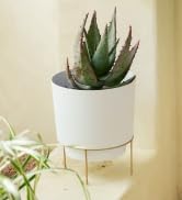 Hopson 10-inch planter in white with gold metal stand