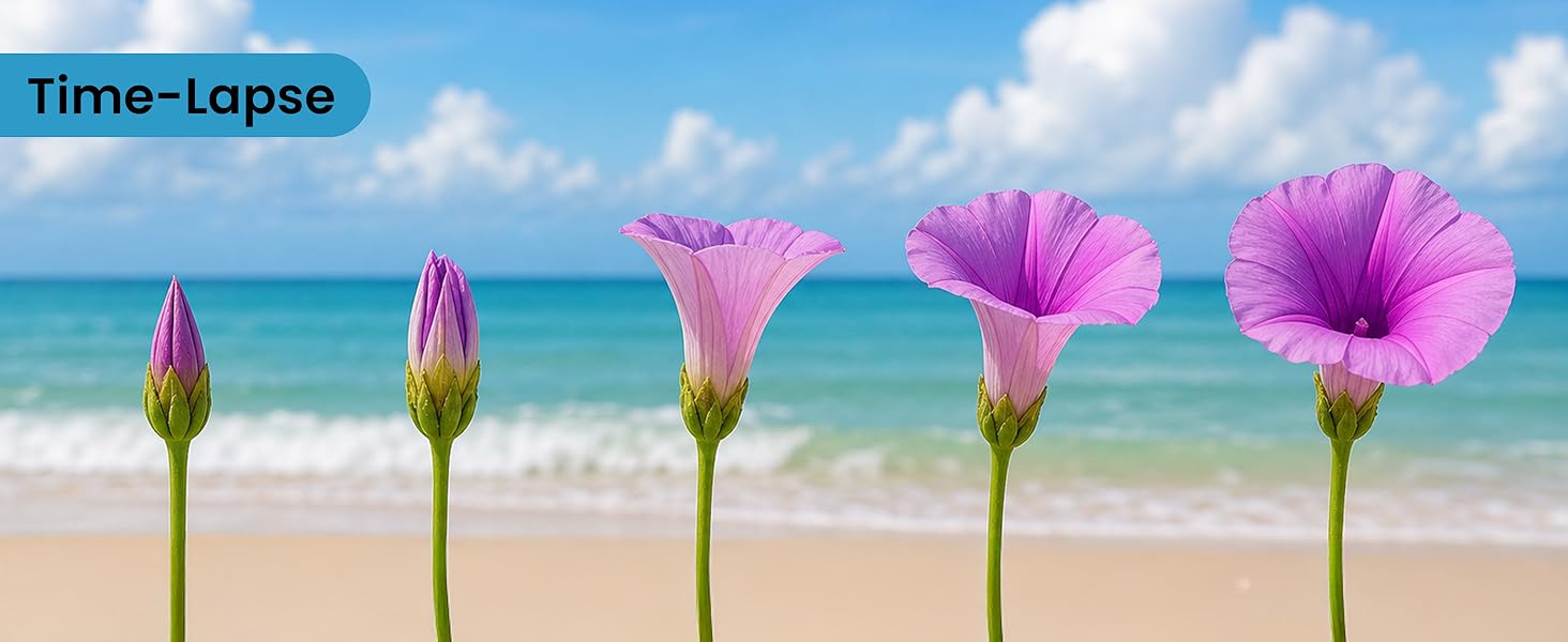 Text reads "Time-Lapse". Sequence showing five pink flowers blooming progressively against ocean and beach background, demonstrating time-lapse flower growth progression.