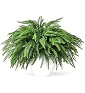 Malomke 16 Pcs Norfolk Pine Stems, 19" Long Artificial Norfolk Pine Branches, Real Touch Greenery...