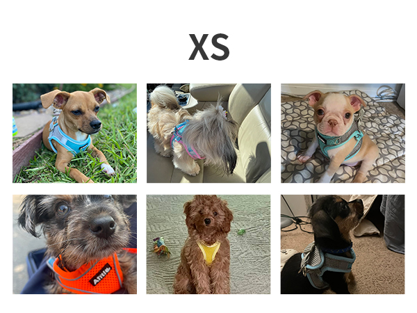 AIITLE Dog Harness, Summer No-Pull Cat Harness with a Leash, Adjustable Reflective Dog Vest