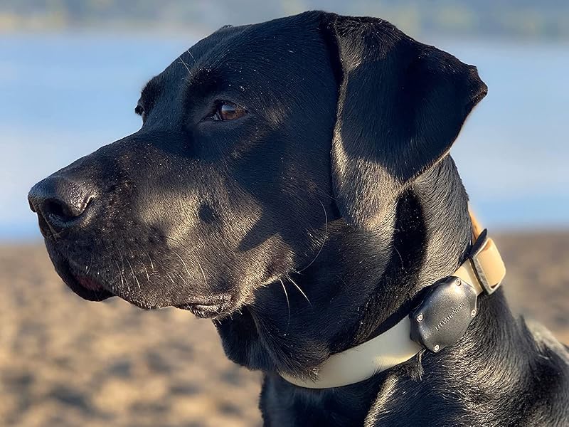 mounts airtag flush to your dogs collar