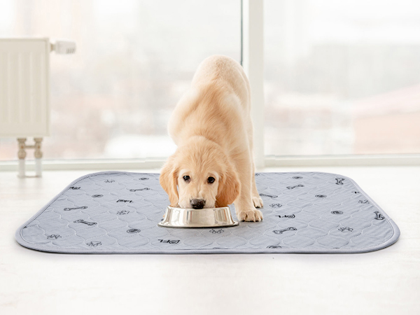 dog pee pads reusable