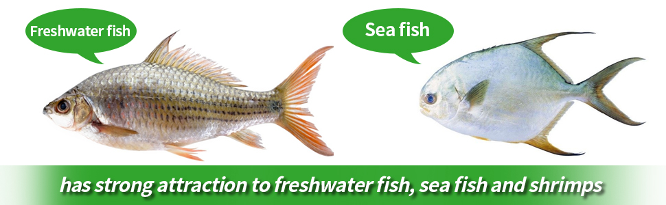 led fish light