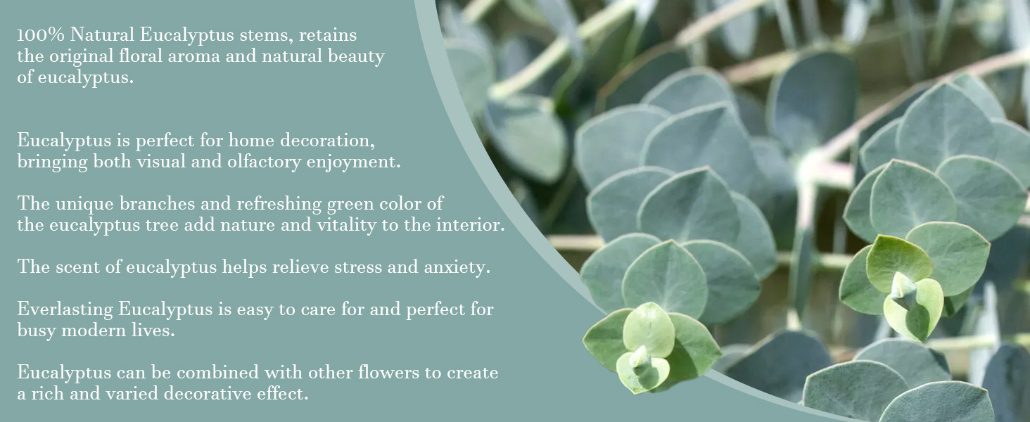 30pcs Eucalyptus