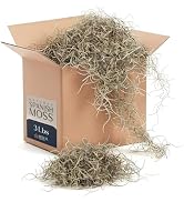 Royal Imports Preserved Natural Spanish Moss, Fresh Dried Shredded Loose Chunks, 3 LB Bulk Case