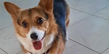 dog brush