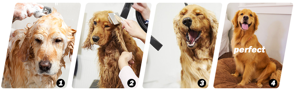 Suit for all kinds of dogs!