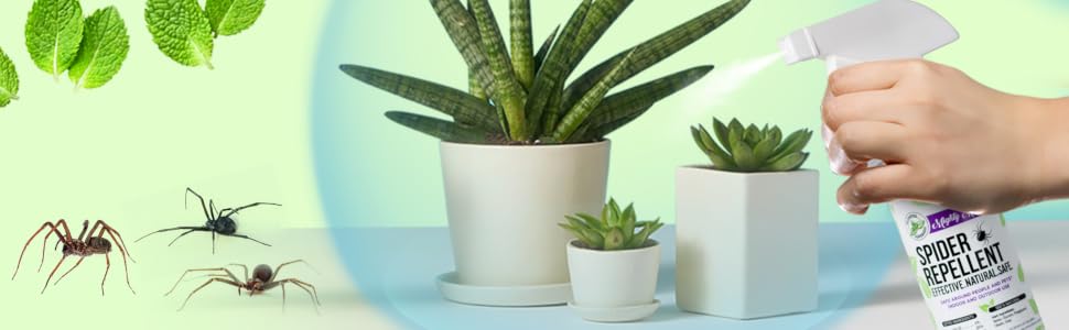 Peppermint oil spray repellent barrier for spiders