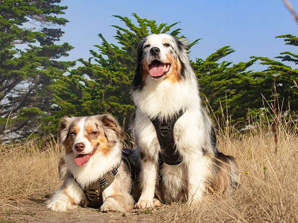 dog harness