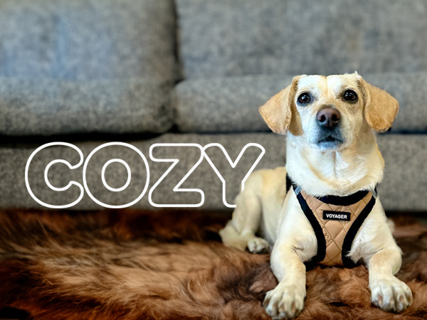 dog walking harness no pull large dog
