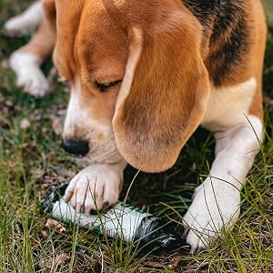 beagle with a biobag pet waste bag