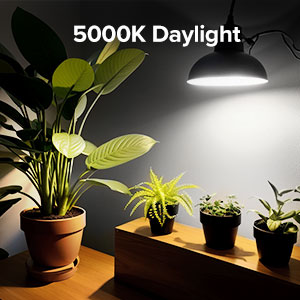 5000K Daylight