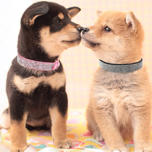 2dog
