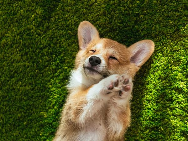 Pet&amp;#39;s favorite