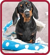 Out Petcare stain &amp;amp; odor products, dog diapers, training sprays, dog pads, dog wraps, cat cleaning