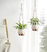 hanging planter indoor