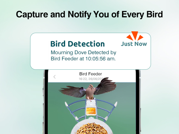 Bird Detection
