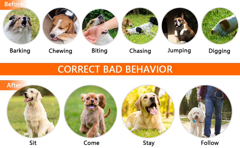 Dog Training Collar