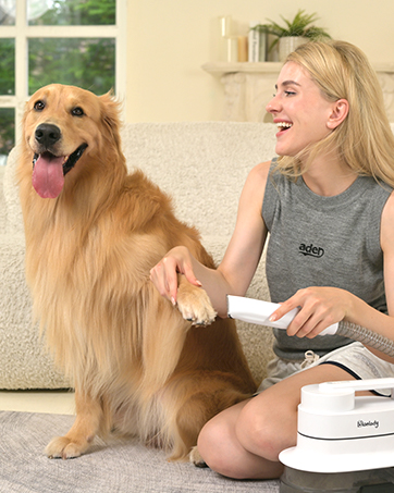 Golden Retriever being groomed at home with a handheld pet brush on a beige carpet.