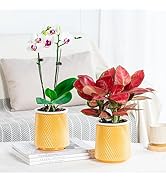 Funducts 2PCS Self Watering Planters 4.9 Inch Self Watering Pots for Indoor Plants, African Viole...