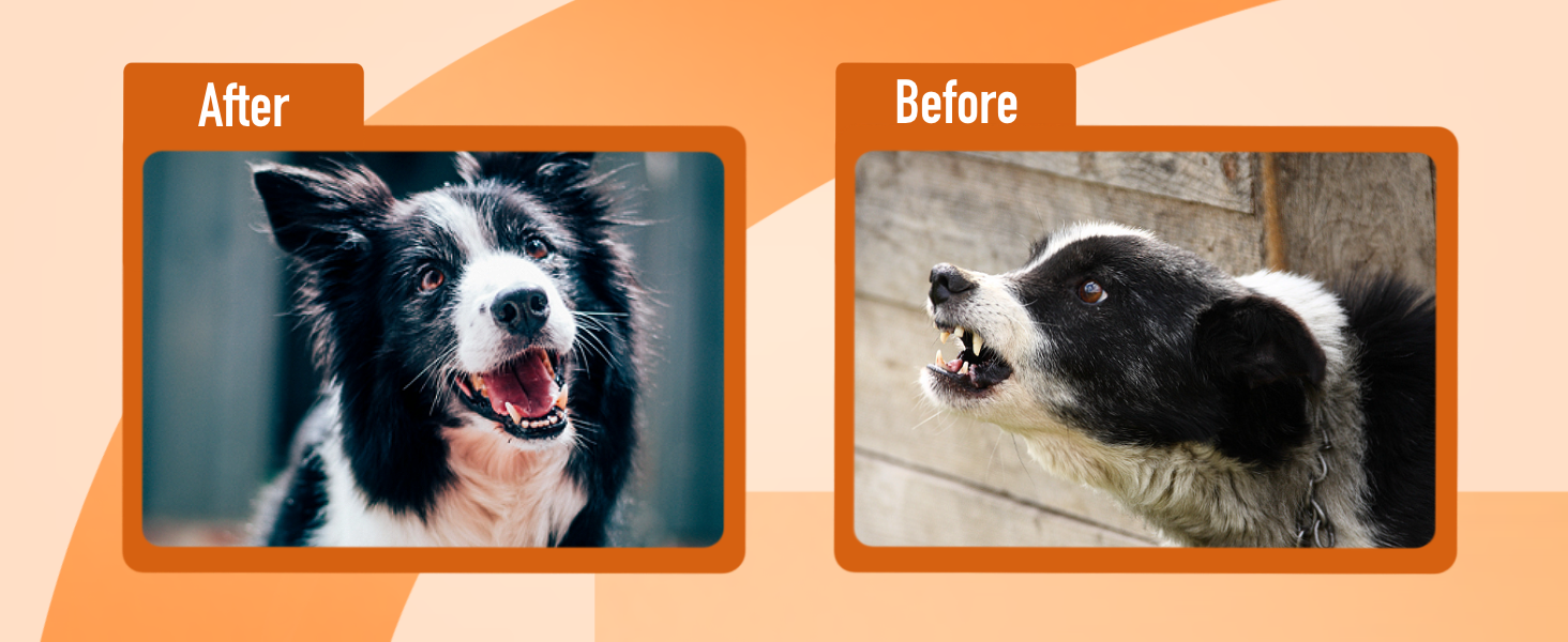 dog bark deterrent devices