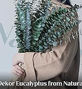 30Pcs Dried Eucalyptus Stems